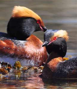 Slavonian Grebes