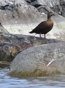 Steller's Eider; 2nd Calender Female.