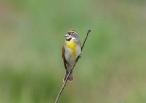 Dickcissel