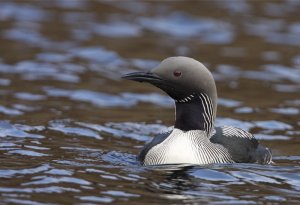 Black-throated Diver