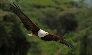 African Fish Eagle