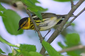 Cape May Warbler