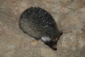 Ethiopian Hedgehog