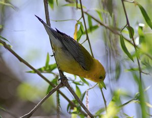 Prothonotary Warbler (Female)