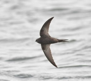 Swift, Seaforth NR, 13 May 2012