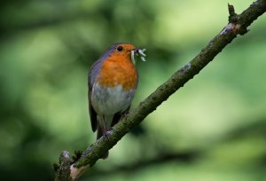 Hungry robin
