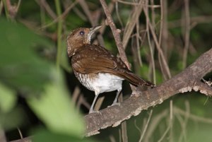 Maranon Thrush