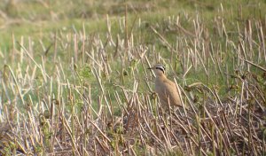 cream coloured courser