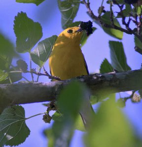 Prothonotary Warbler