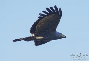 Gymnogene (African Harrier-Hawk)