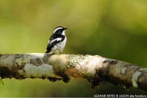 Little Pied Flycatcher