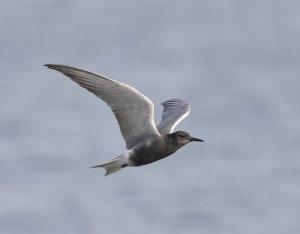 Black Tern, Seaforth NR, 27 May 2012