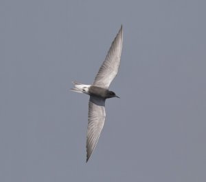 Black Tern, banking shot, Seaforth NR, 27 May 2012
