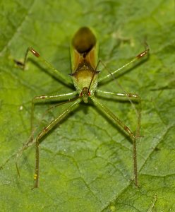 Assassin Bug