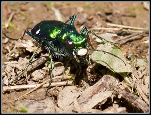 Six-spotted Tiger Beetle