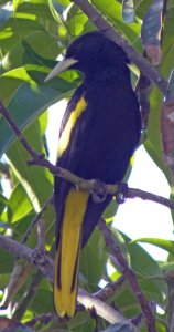 Yellow-Winged Cacique