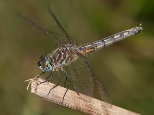 Blue Dasher (female)