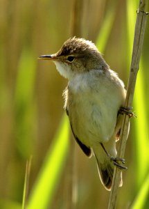 Reed Warbler