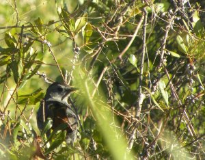 Gray Catbird