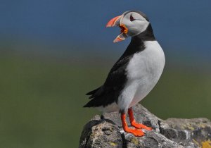 Huffin' Puffin