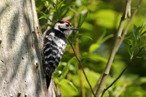 Lesser Spotted woodpecker