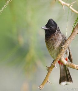 Red-vented Bulbul