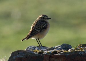 Whinchat