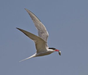 Common Tern, Seaforth NR, 26 May 2012