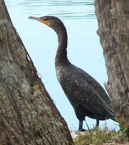 Double-Crested Comorant