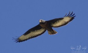 Jackal Buzzard