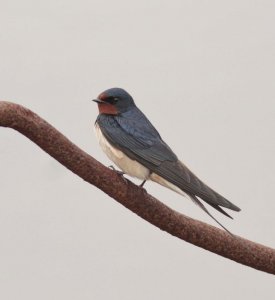 Swallow, Seaforth NR, 5 June 2012