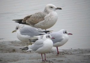 Caspian gull, Boston