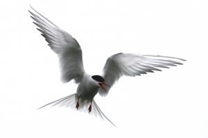 Arctic Tern