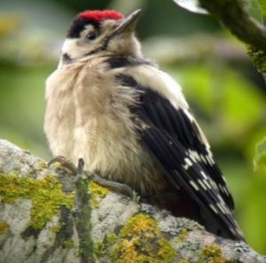 Young Great Spotted Woodpecker