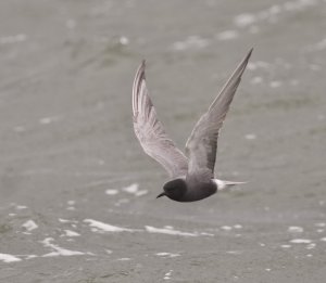 Black Tern, Seaforth NR, 9 June 2012