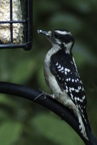 female downy at the feeder