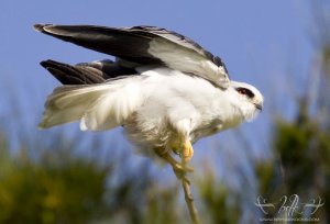 Black Shouldered Kite