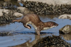 Stoat at play