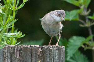 Summer visitors (3.)