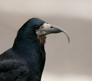Rook with deformed - overgrown beak