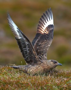 Great Skua