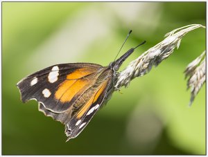 American Snout Butterfly