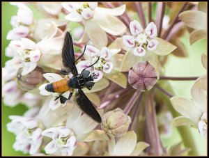 Feather-legged Fly