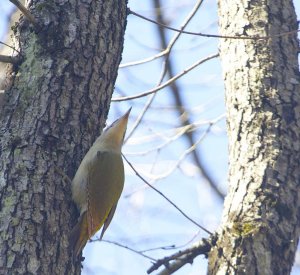 Grey-headed Woodpecker - Picus canus