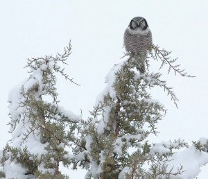 Northern Hawk Owl