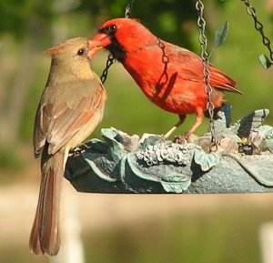 Kissin Cardinals