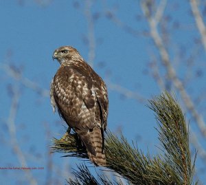 Red-tailed Hawk (immature)