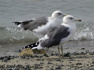 Siberian Gull