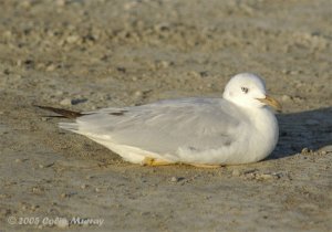 Slender Billed Gull