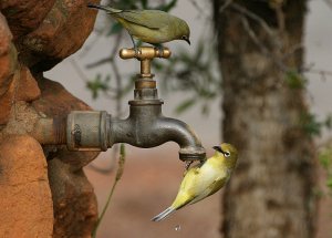 Cape White-eyes